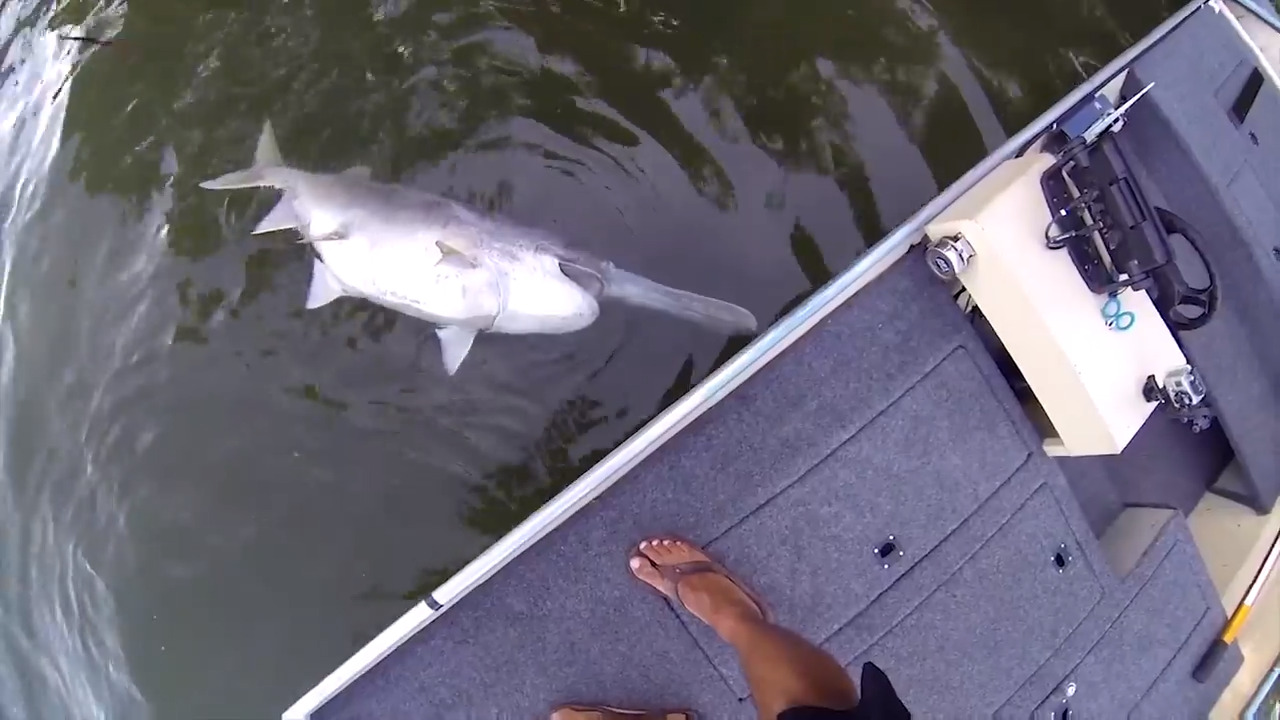 Lake Jacomo fisherman catches monster spoonbill