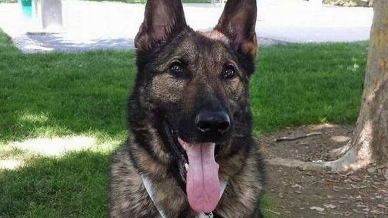 Dog reunited with family after being shipped to Japan by airline