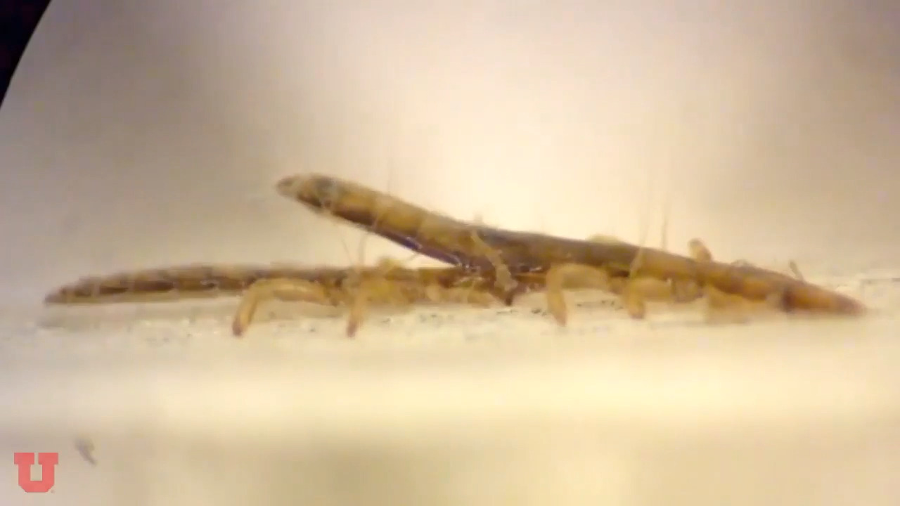Scientist from the University of Utah capture lice having sex