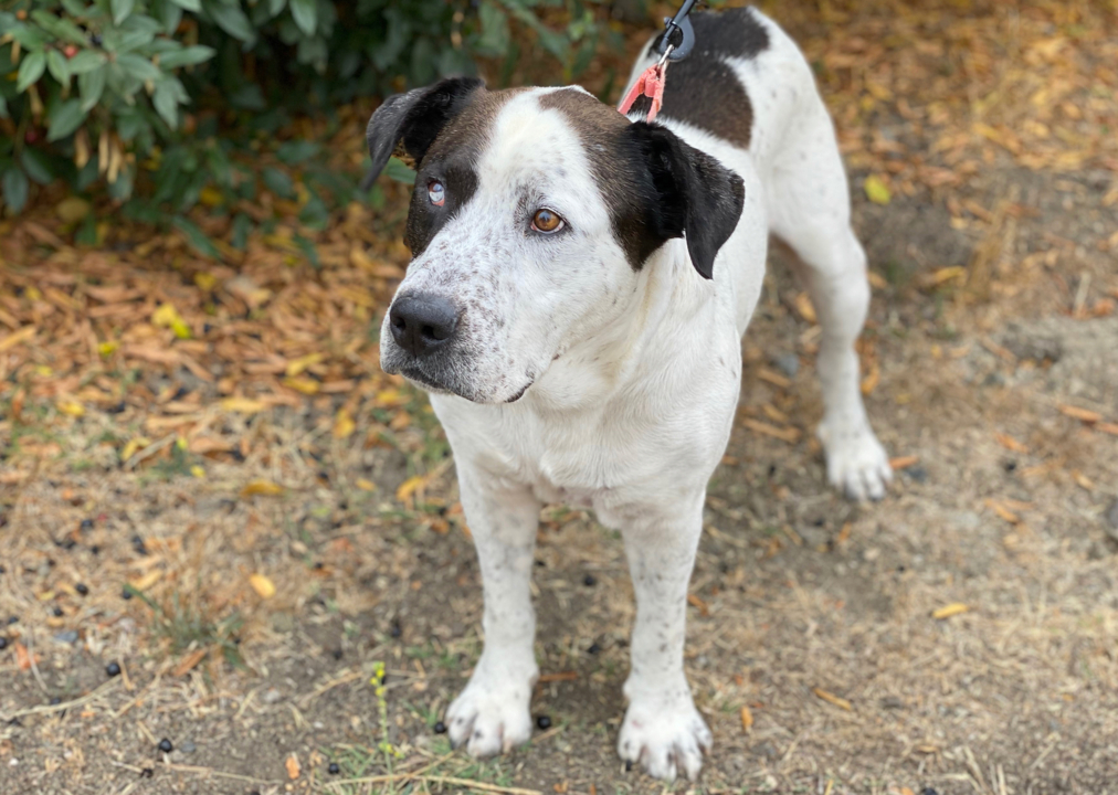 Pet Tales: Duke the laidback dog is looking for a loving home