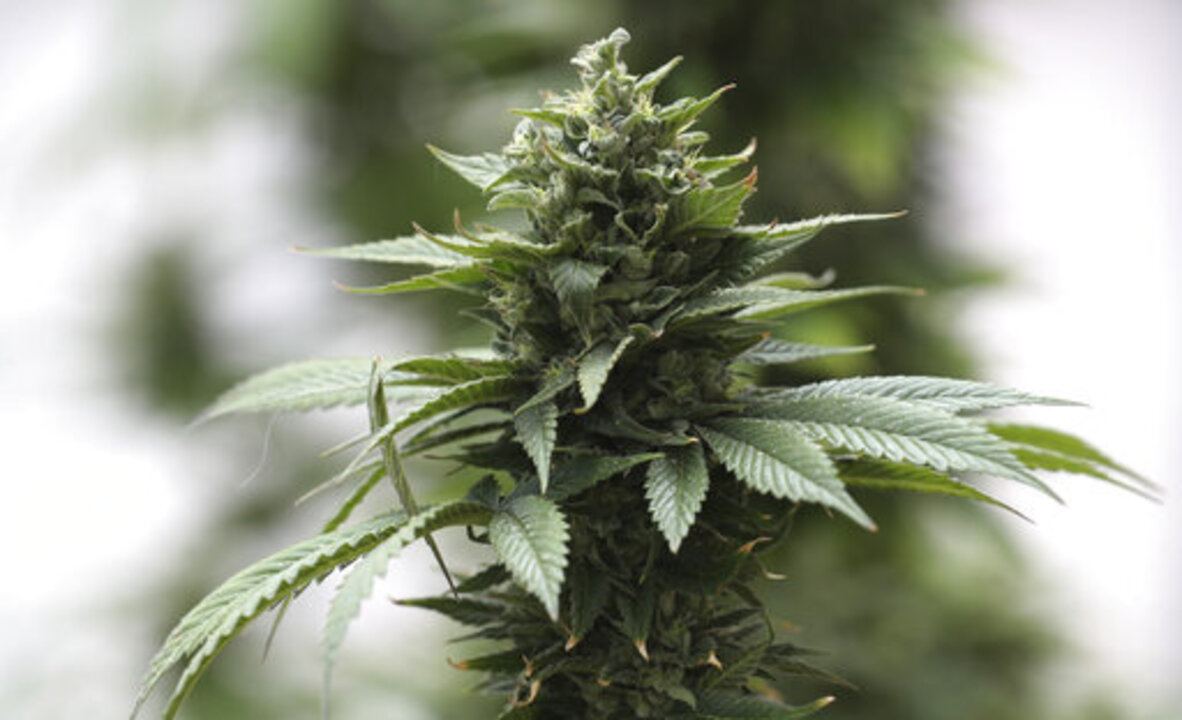 Cannabis equity aimed at helping those most affected by the war on drugs