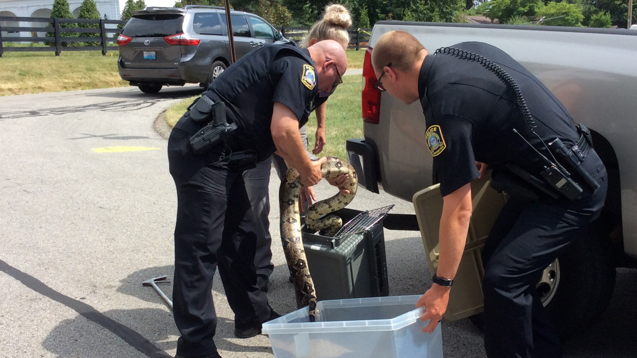 8-foot-long boa constrictor found safe after going missing in Clark County