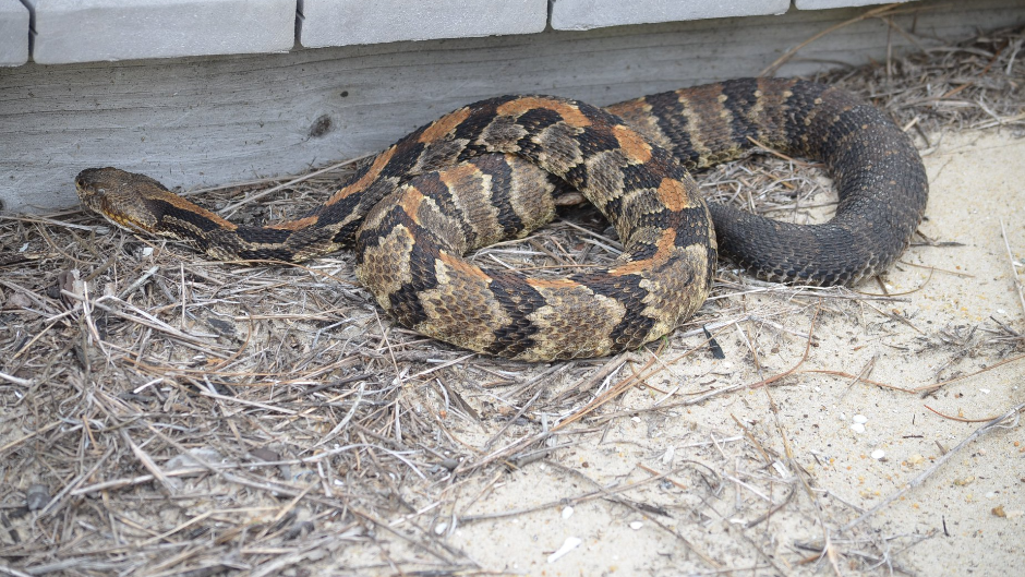 Update: German World Cup team spotted copperhead lookalike