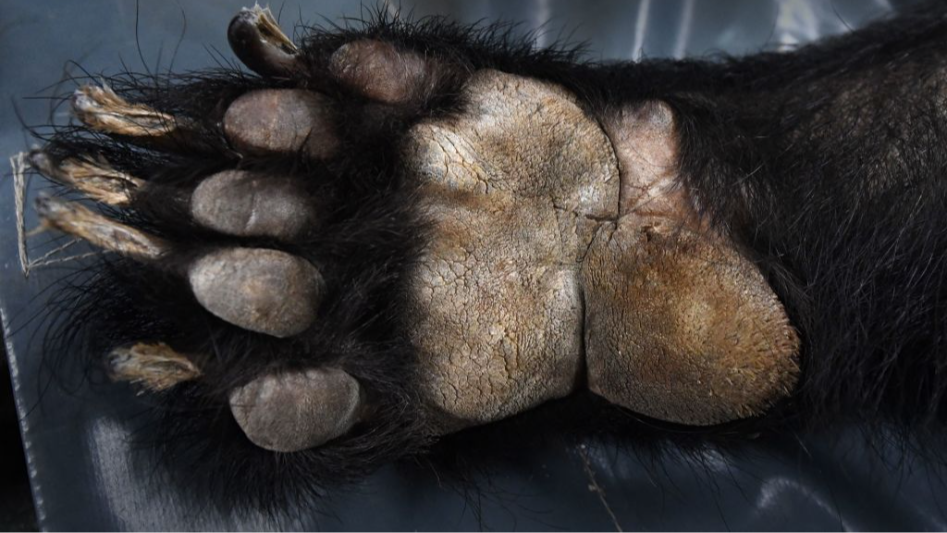 Black bears are roaming Yosemite National Park. Here’s how to stay safe