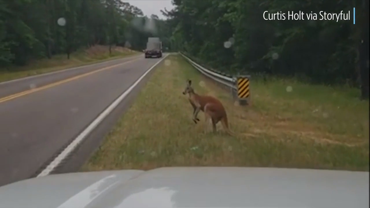 This kangaroo, spotted off the highway, has escaped a second time this week in rural SC.