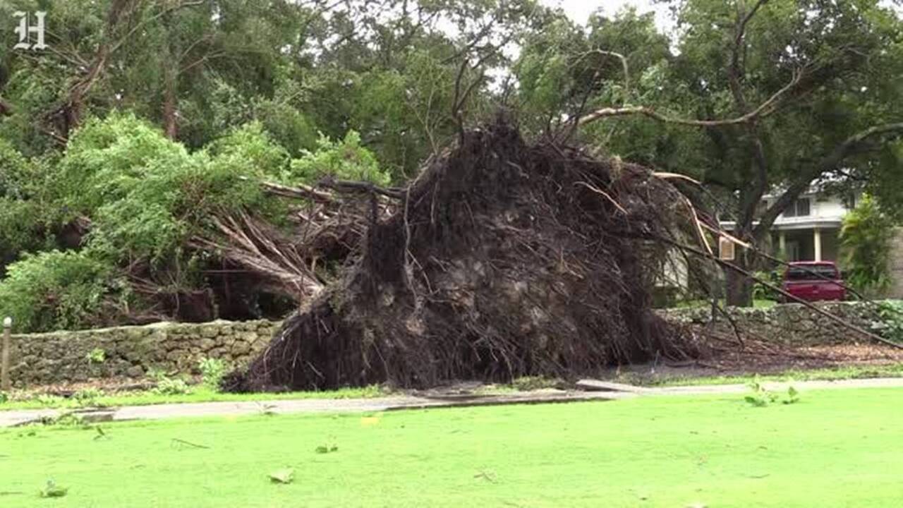 Ficus to blame for early hurricane power outage in Miami