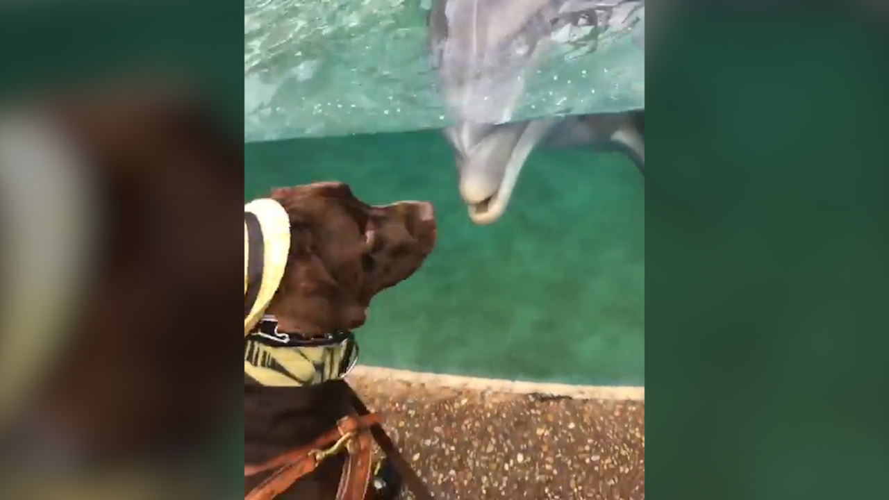 Watch as a SeaWorld dolphin tries to make friends with Chester, the Labrador service dog