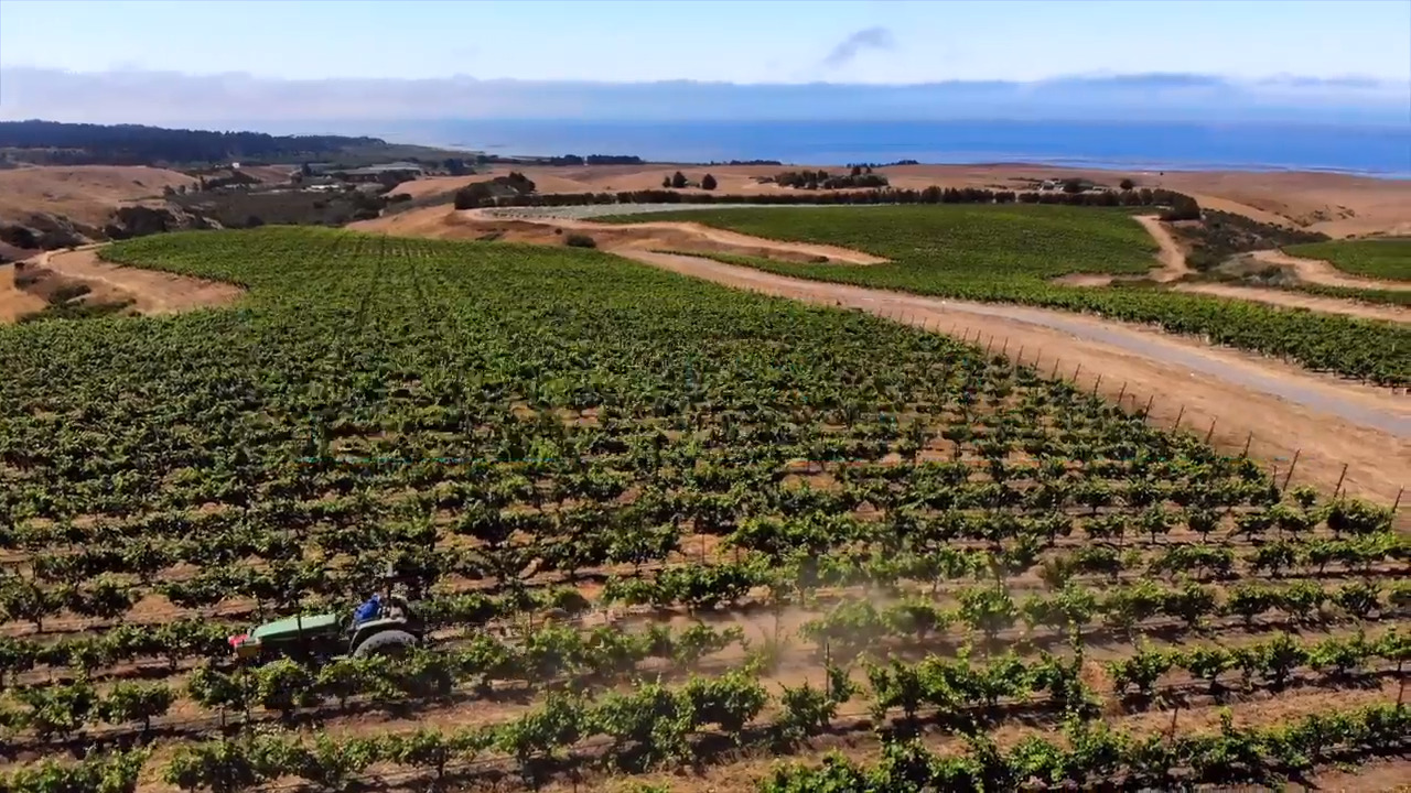 Fly over coastal vineyards that may become their own wine region