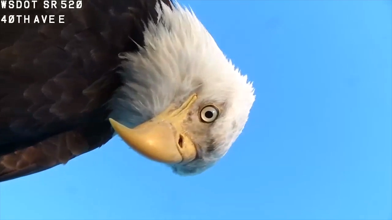 The eagle has landed -- on a traffic camera