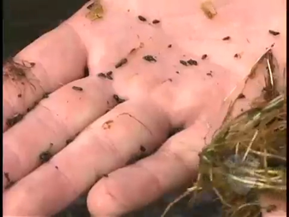 New Zealand mudsnails harm fisheries in streams