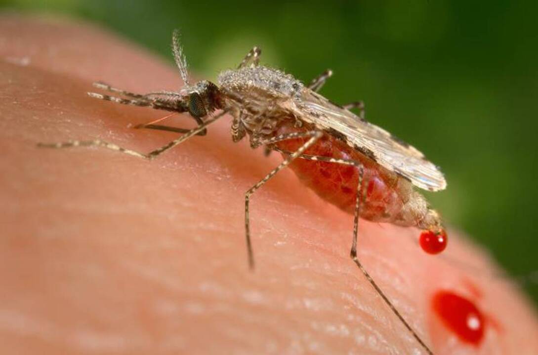 What you need to know about mosquitoes, Zika virus and repellents