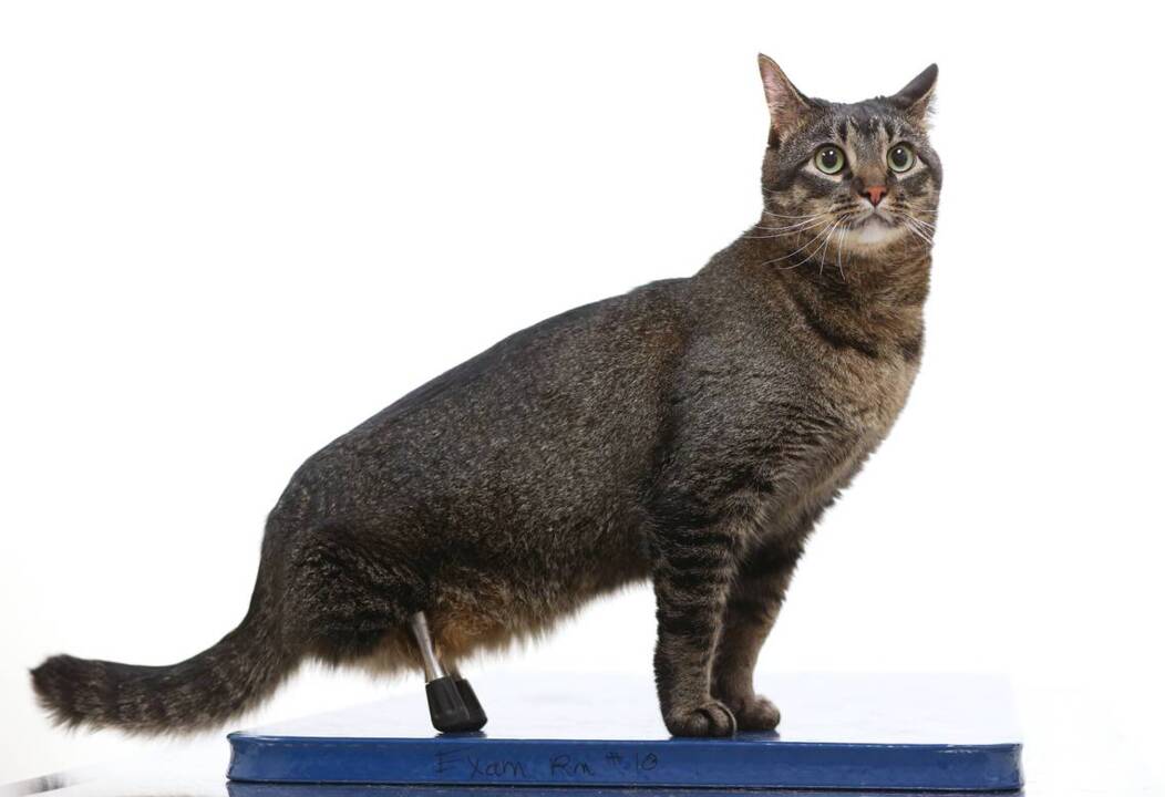 The origin of ‘more than one way to skin a cat’ goes back to 1600s