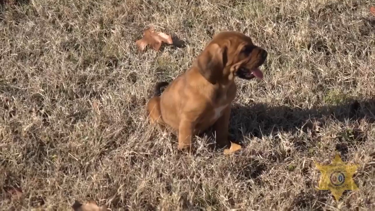 Watch puppies attend their ‘first day of school’ with South Carolina sheriff’s office