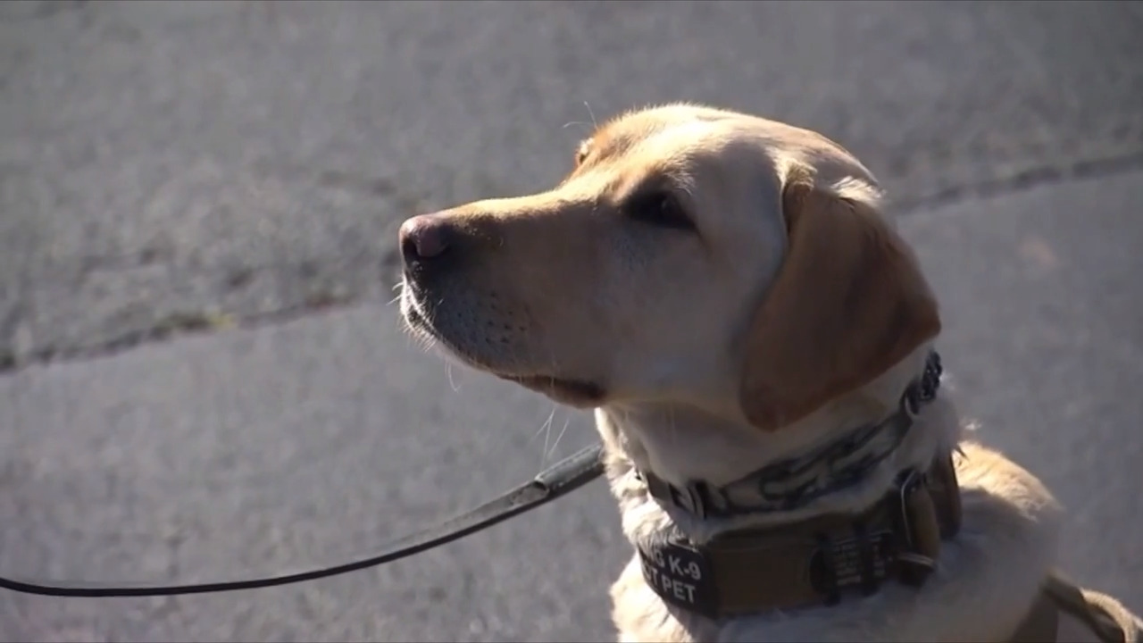 Dogs and drones from NC will keep watchful eye over the Super Bowl this weekend