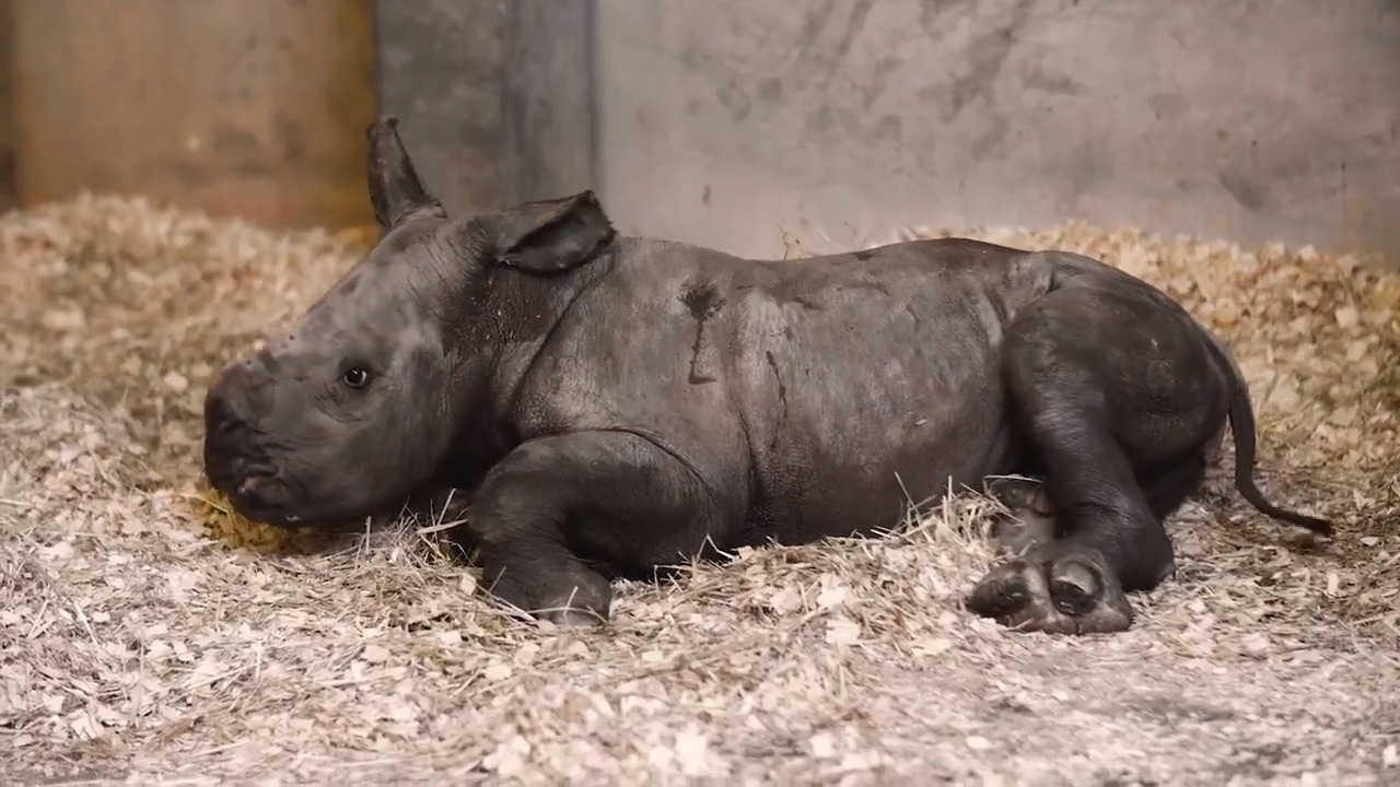Baby’s got big feet. NC Zoo names 2-month-old rhinoceros