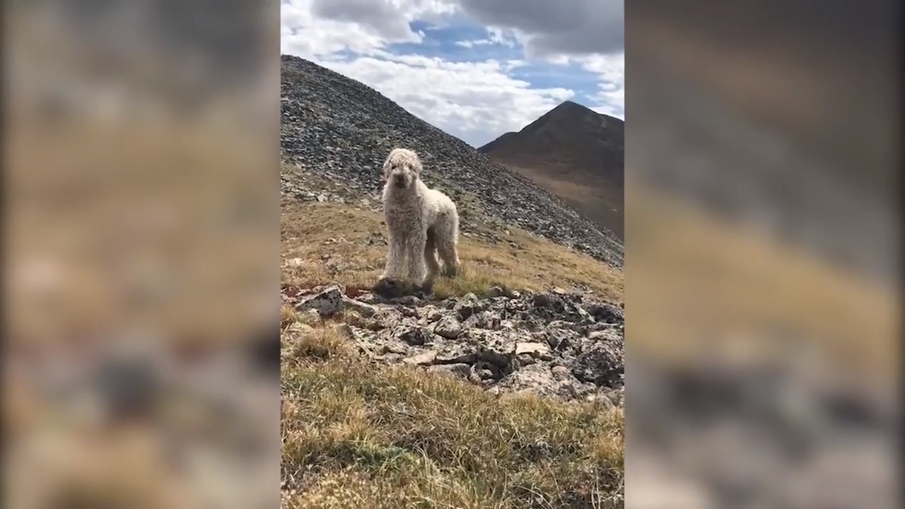Her dog went missing in crash that killed her mom. She was determined to find Bentley
