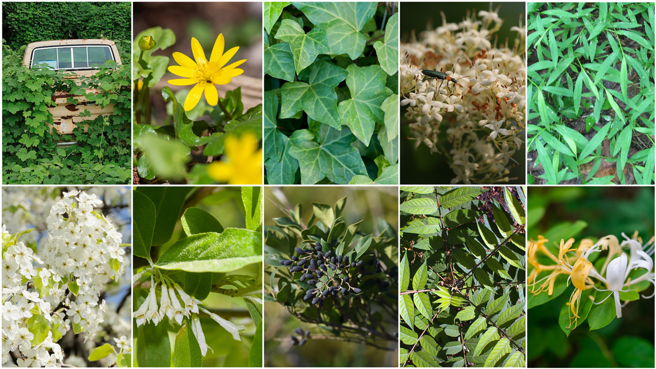 Do you have invasive plants in your yard?