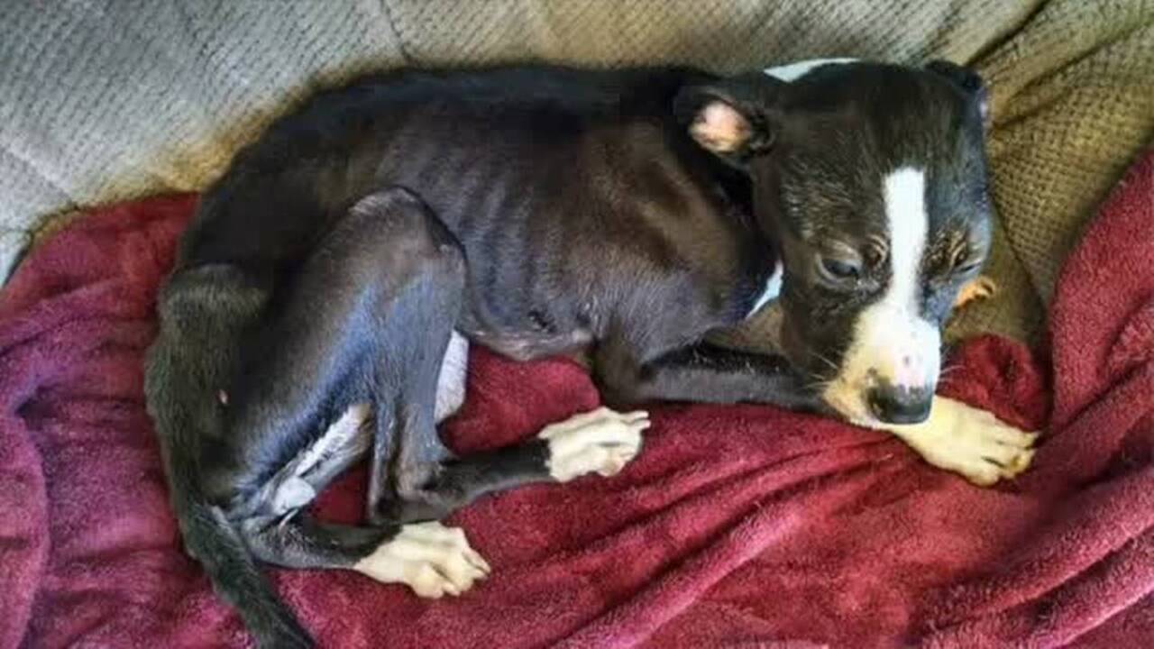 Left for dead, puppy thriving thanks to stranger’s kindness