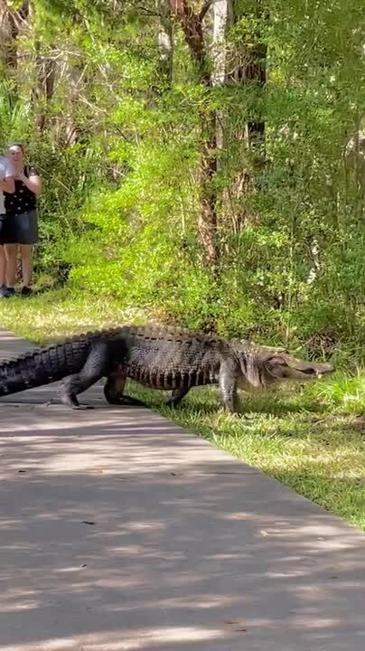 Why did the alligator cross this SC road? To become a viral star