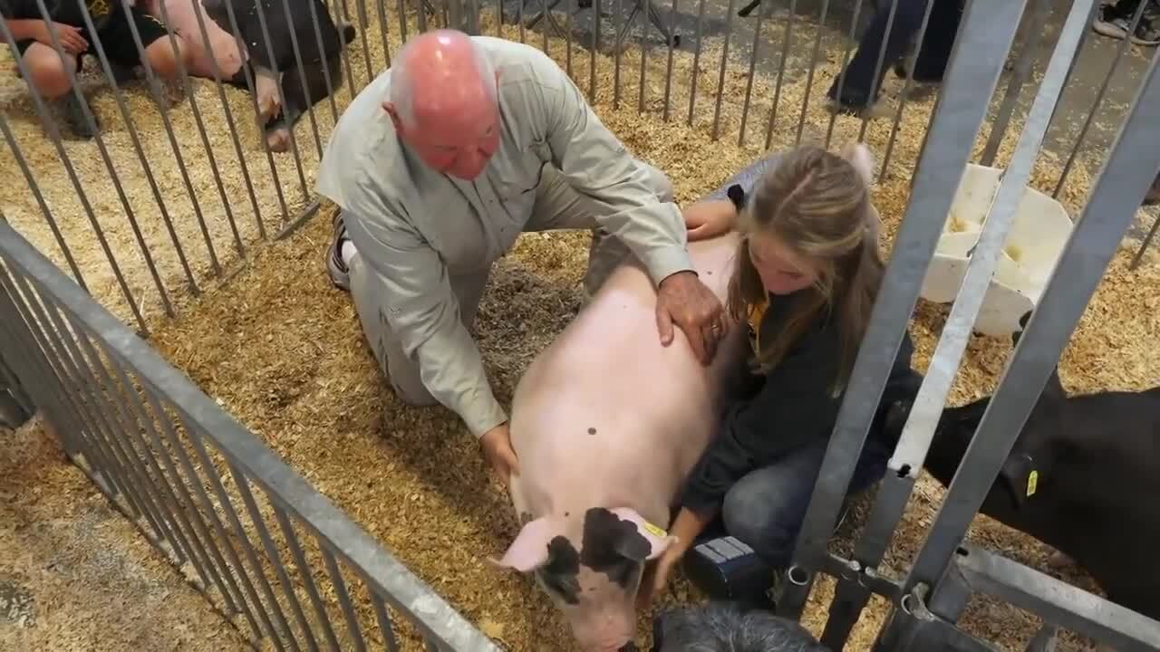 Researchers working on vaccine for virus dubbed the “most significant threat to pork production in the whole world”