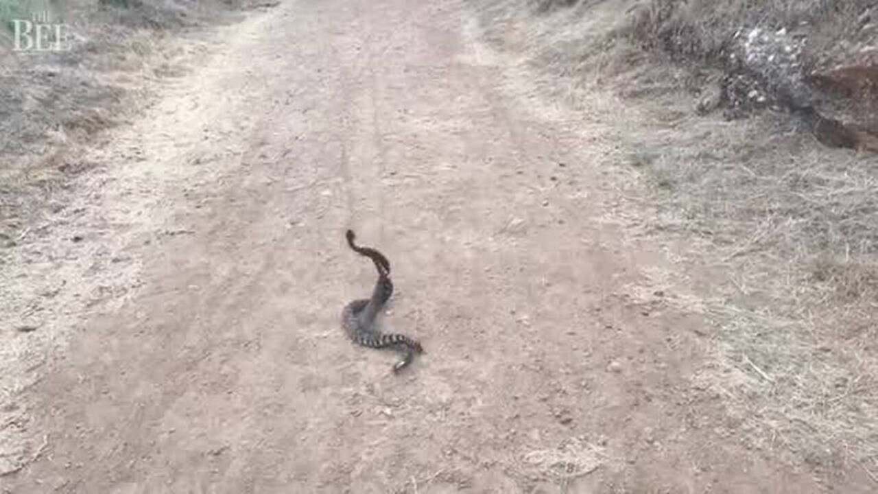 Rattlesnake bites hiker in California. It’s rattler season again — be on the lookout