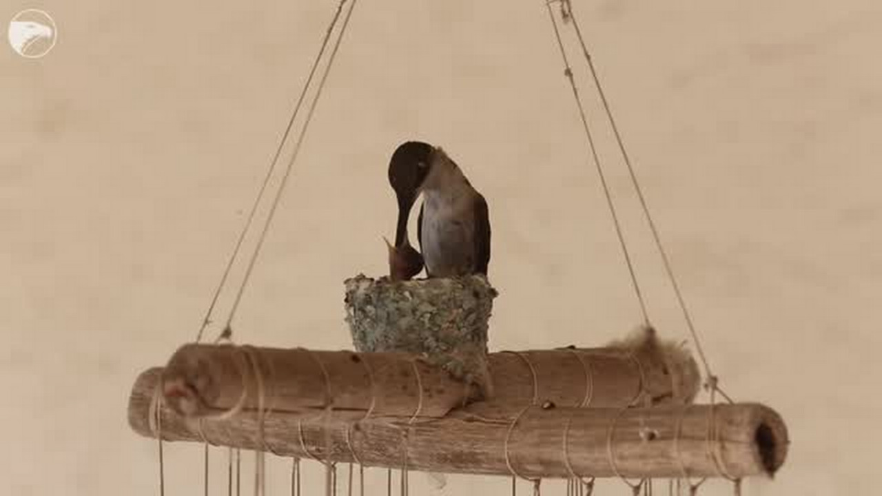 Watch a mother hummingbird feed its babies