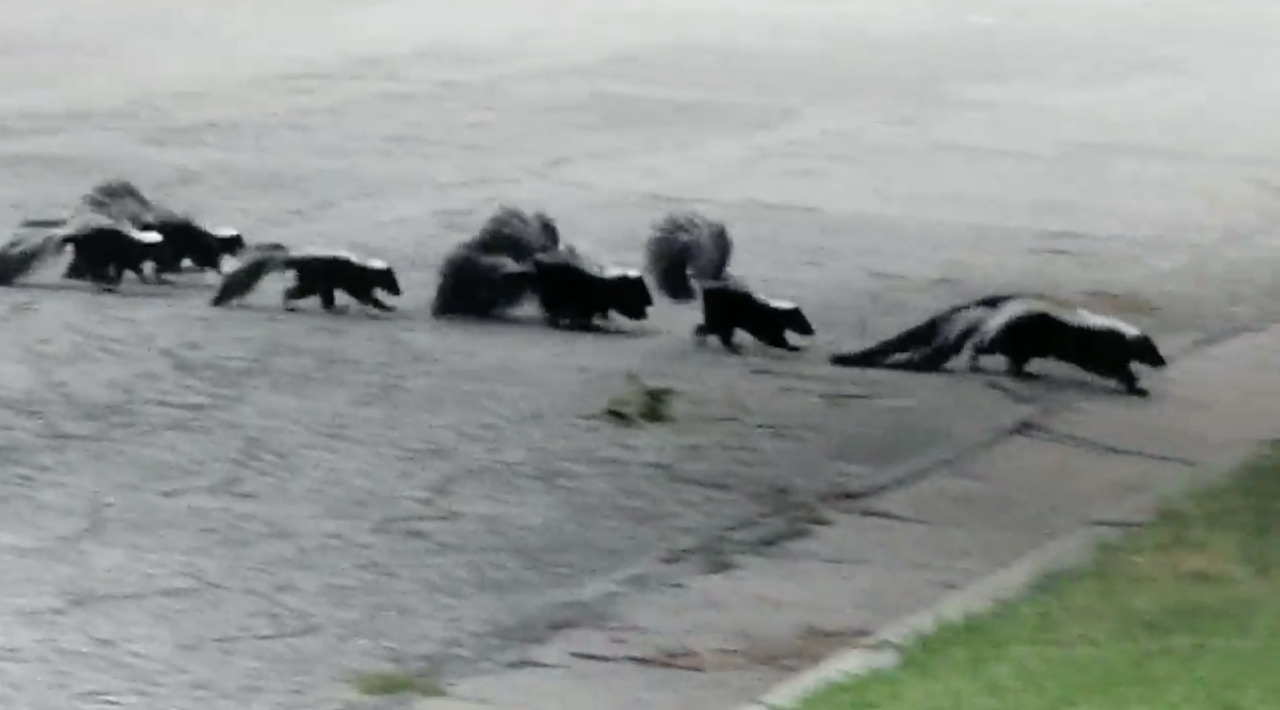 A Wichita couple was on a walk when a family of skunks crossed their path, video shows
