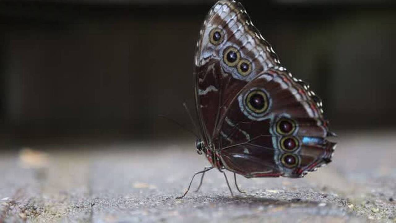 This is why you’re seeing more butterflies