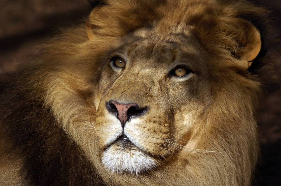 Sacramento Zoo at 90: A celebration of the animals in pictures