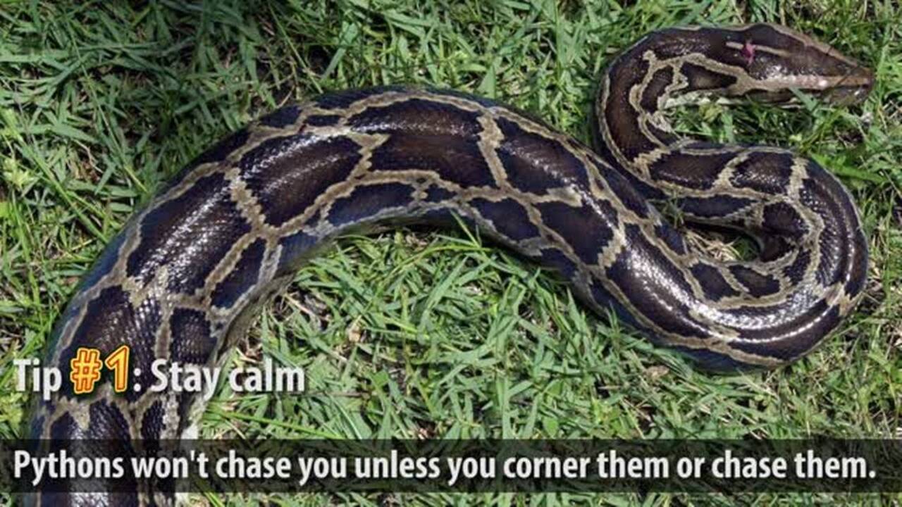 Want a job hunting down really big snakes? Florida agency may be hiring soon