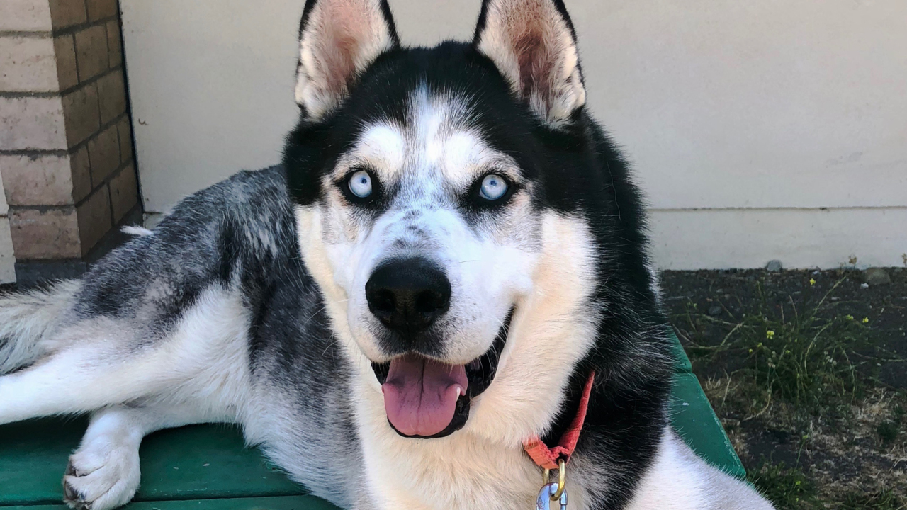 Playful Denali the husky is looking for a loving home