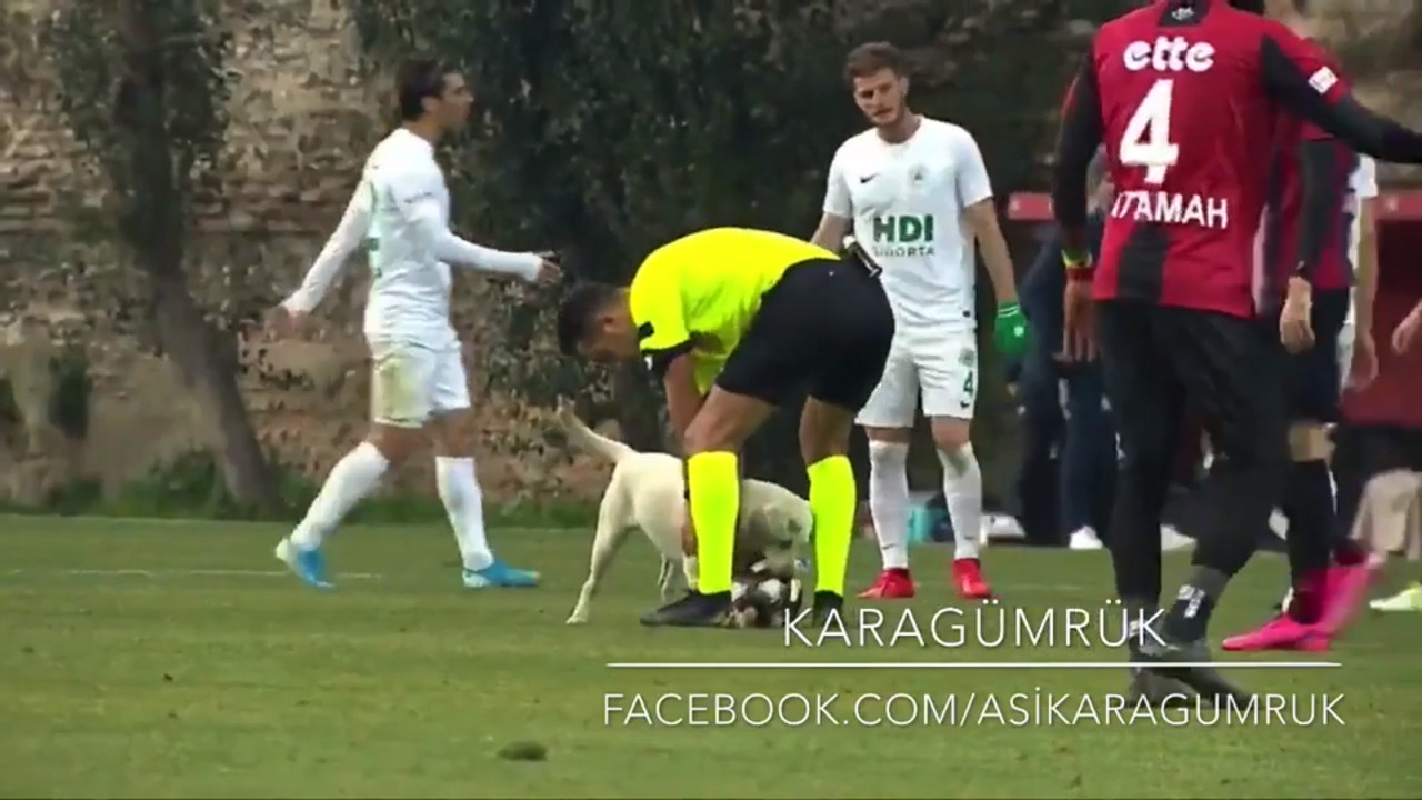 Playful dog crashes Turkish soccer match, refuses to let ball go