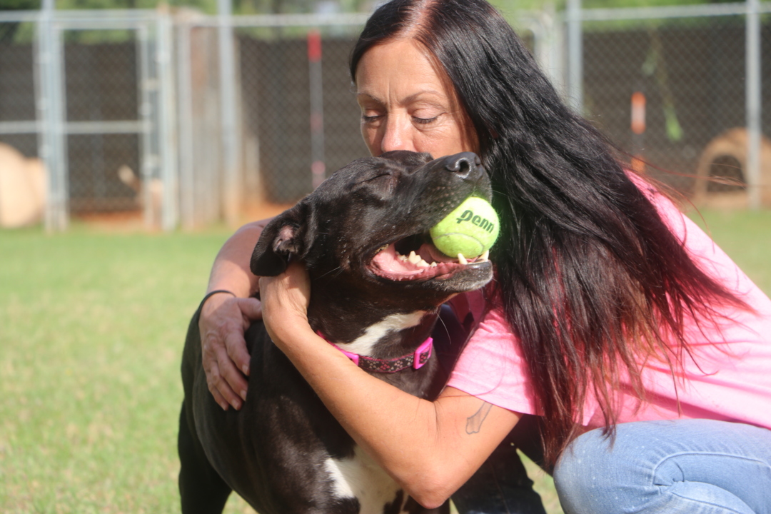 Runaway bus is bearing down. You can save a human or your dog. Which do you choose?