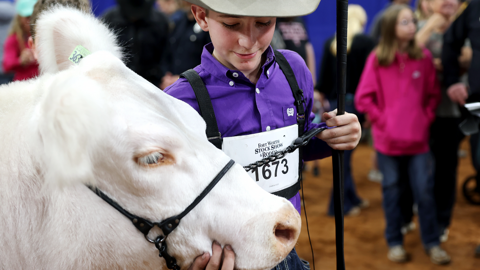 2026 Fort Worth Stock Show Grand Champion steer chosen