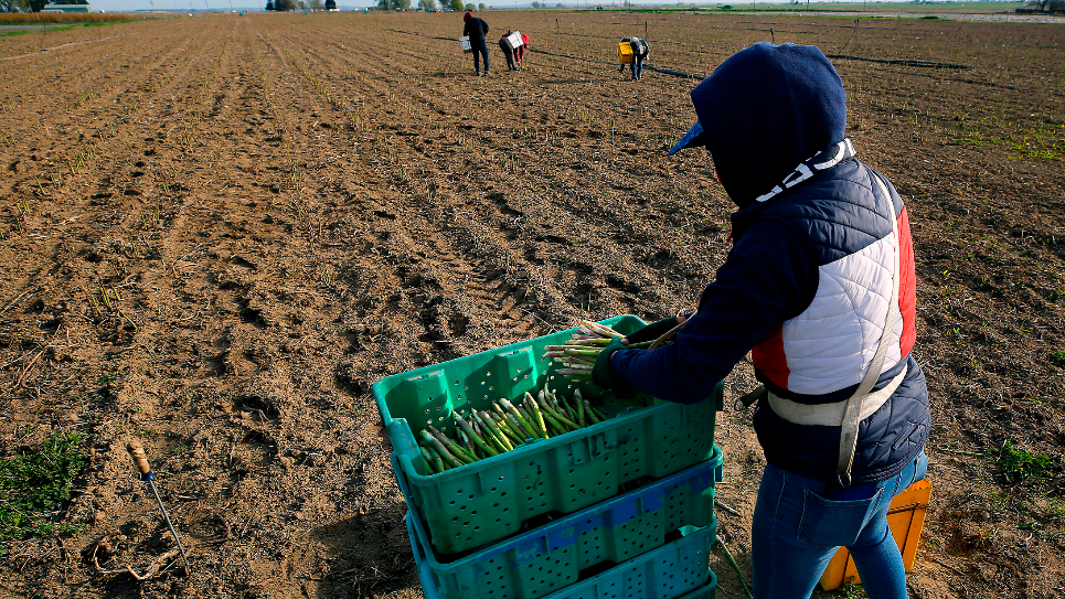 Harvest time for WA asparagus crop. Will immigration fears keep workers away?