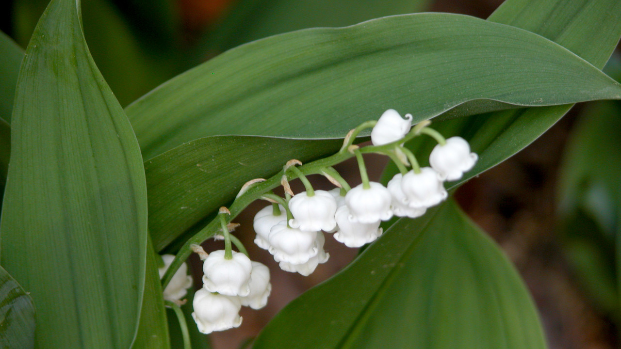 Poisonous plants of North Carolina