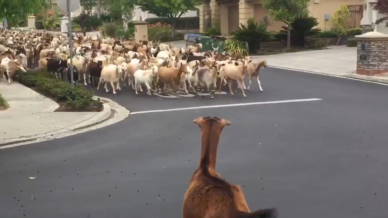 ‘Pure chaos.’ 200 goats run amok through California neighborhood, video shows