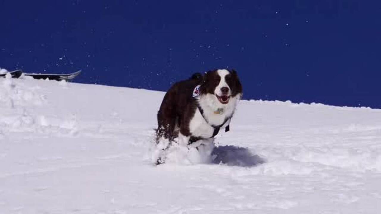 To see an avalanche rescue dog in action, get buried alive