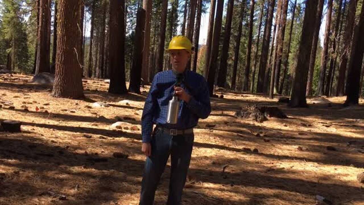 Thinning transforms forest near Pinecrest