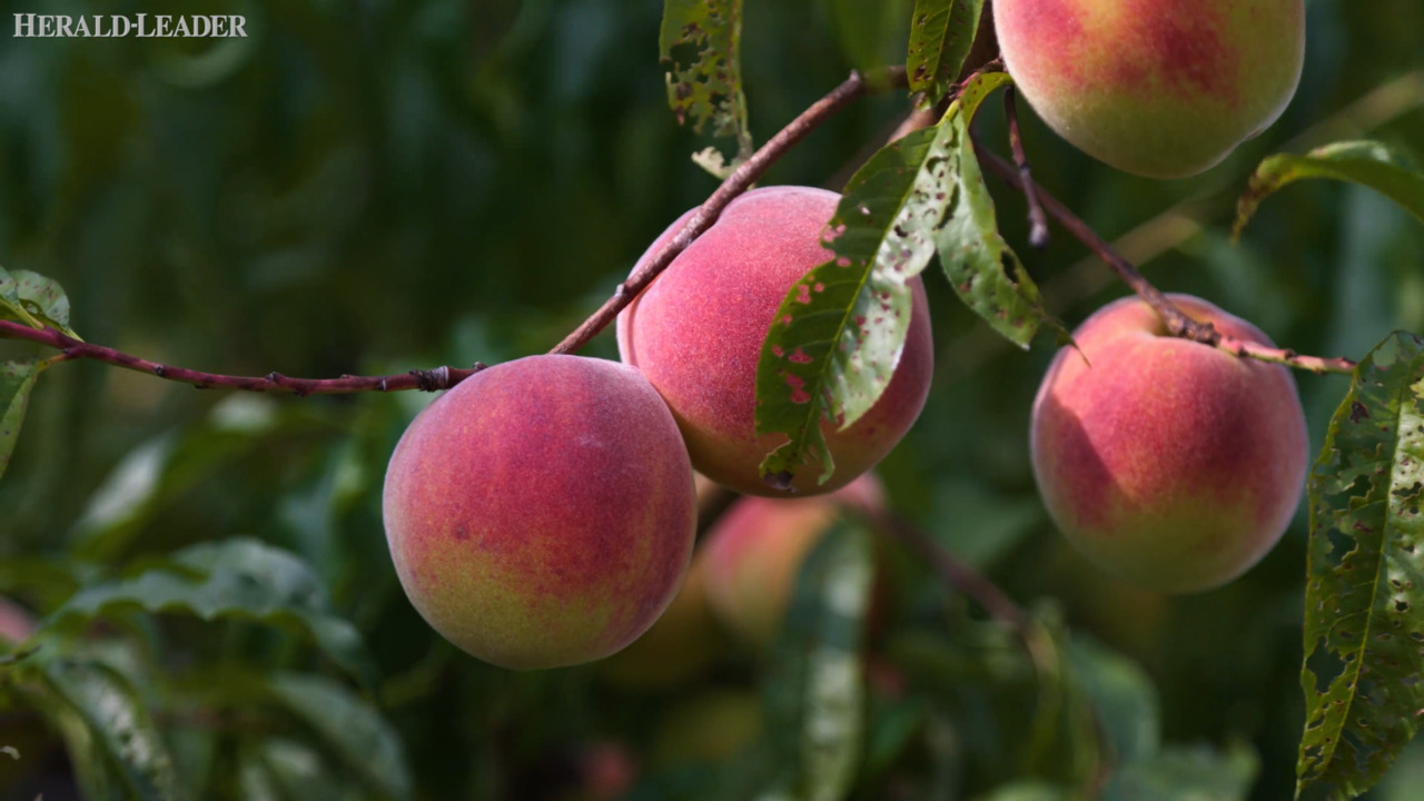 Versailles pick-your-own fruit farm has had ‘an incredible crop this year’