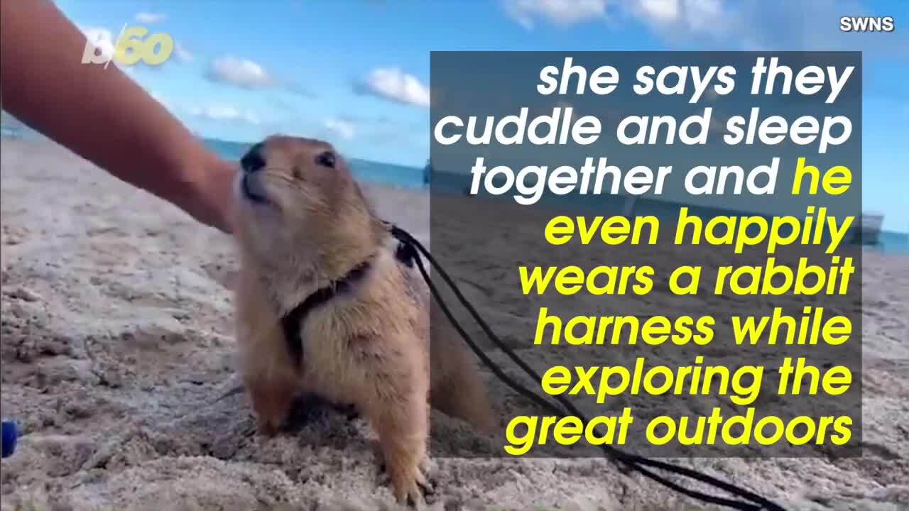 Aww! This is Doug the prairie dog who has probably traveled more than you
