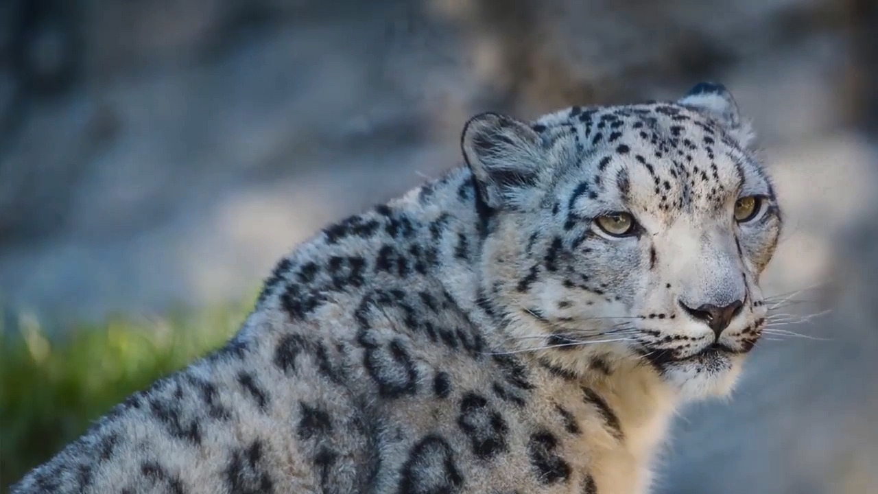 Here’s the new snow leopard born at Sacramento Zoo