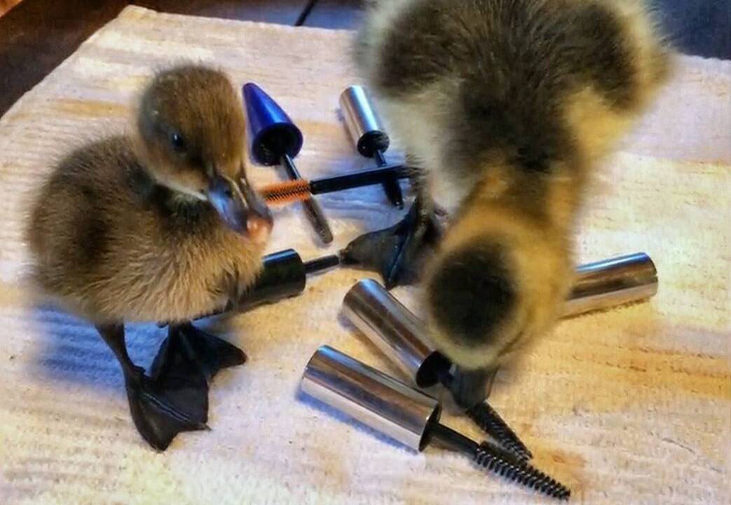 Mascara brushes are magic wands for rescued wildlife in N.C.