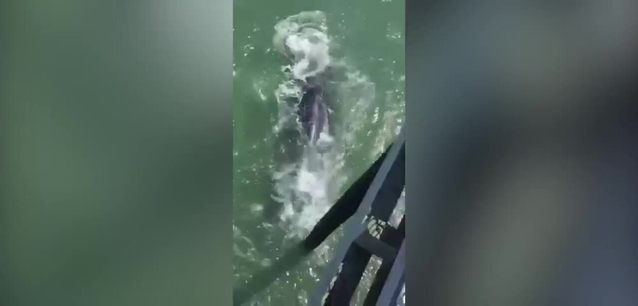 Whale 'bumps' into Ocean City fishing pier
