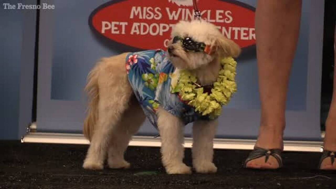 Dogs strut the catwalk at fundraiser
