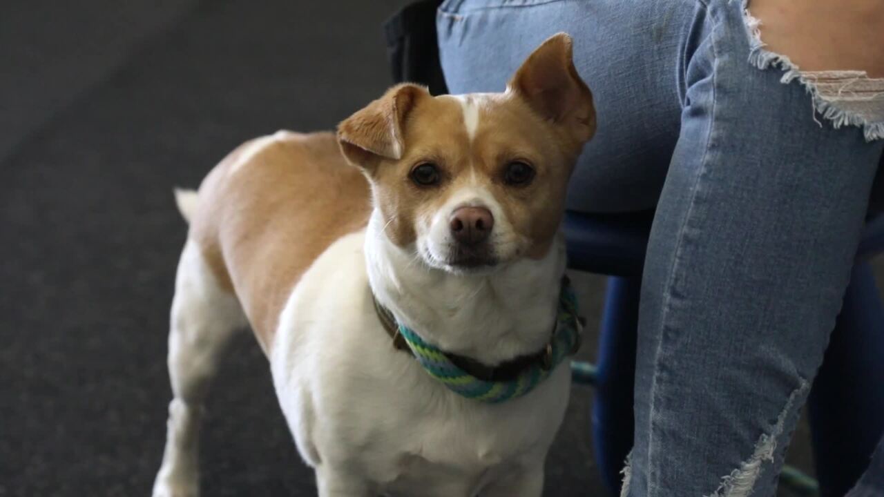 I love them all: Adopting a dog that’s right for you