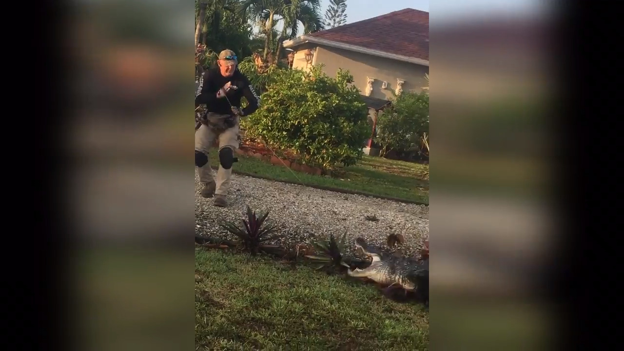 Gator does death roll during wrestling match with Florida deputies