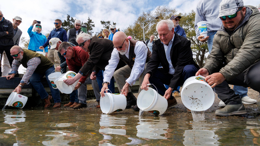 Flounder re-stocking a first for South Carolina