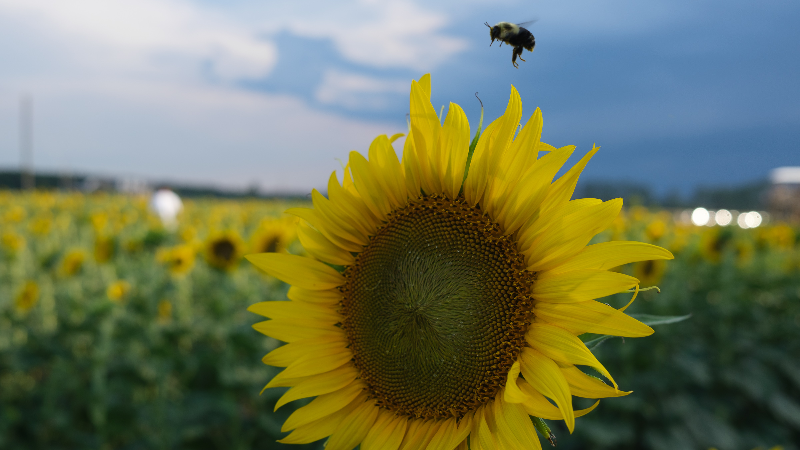 A sunflower festival is being held at this family farm and you can pick them