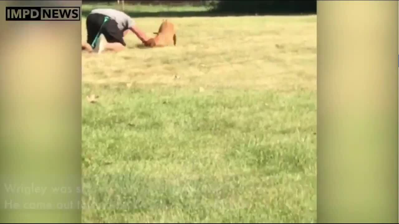 Watch this dog reunite with his family after being stolen while in his owner's truck